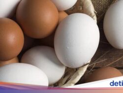 Tak Cuma Soal Warna, Bentuk Cangkang Telur Bisa Ungkap Kebugaran Ayam