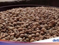 5 Fakta Minuman Kafein Liberika, Biji Langka Indonesia yang Kaya Cita Rasa