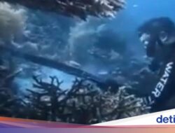 WN China Panah-Santap Penyu Di Raja Ampat, Panci-Sumpit Karena Itu Produk Bukti